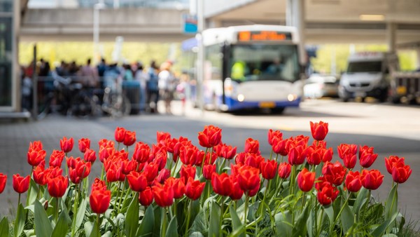 Rode tulpen met op de achtergrond vervaagd een bus met een groep mensen.