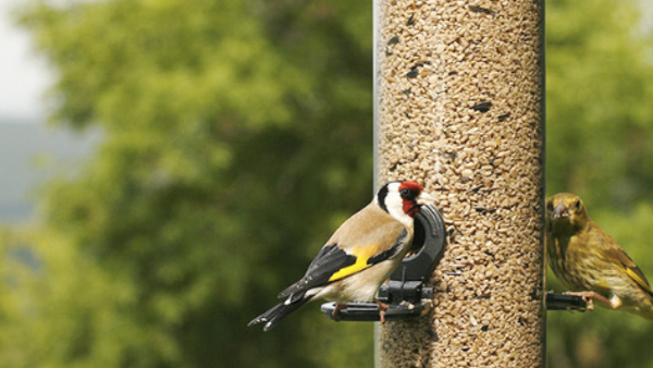 Vogels bij voederbak met zaadjes.